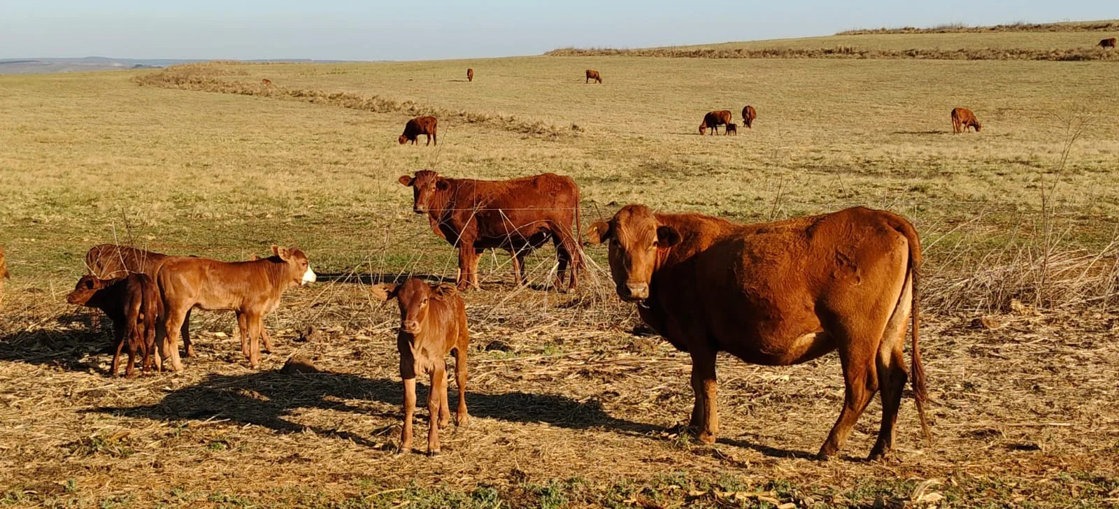 Cattle and calves in dry pasture, with a broad grazing field behind them.