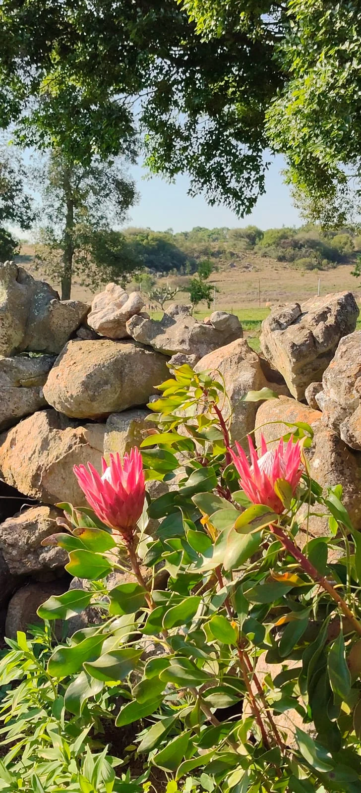 Pink proteas beside a dry-stone wall under leafy trees.